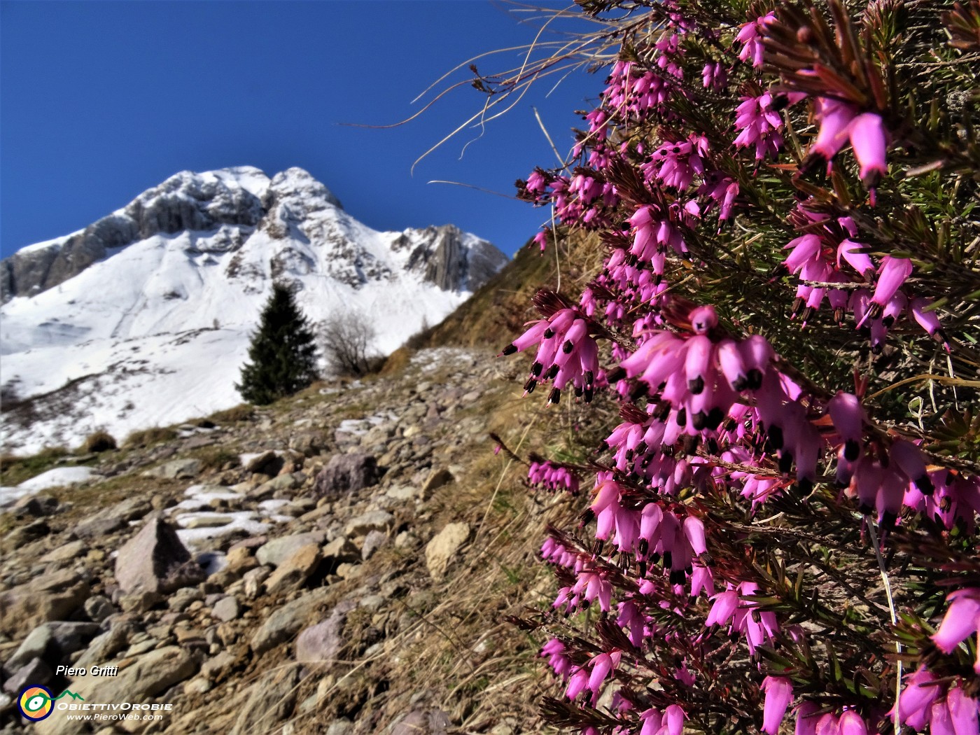 13 Erica in fiore sul sent. 115  con vista sul Monte Cavallo bianco di neve.JPG